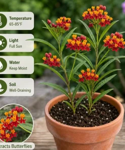 Set of 4 Red Milkweed Live Plants – Asclepias Starter Plants 4-6 Inch – Outdoor Perennial - Image 2