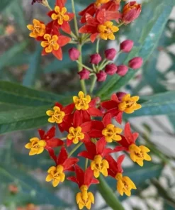 Set of 4 Red Milkweed Live Plants – Asclepias Starter Plants 4-6 Inch – Outdoor Perennial - Image 4