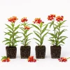 Set of 4 Red Milkweed Live Plants – Asclepias Starter Plants 4-6 Inch – Outdoor Perennial - Image 1