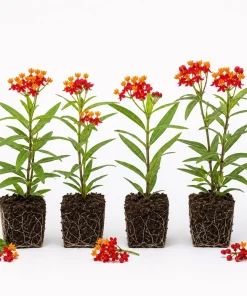 Set of 4 Red Milkweed Live Plants – Asclepias Starter Plants 4-6 Inch – Outdoor Perennial - Image 1