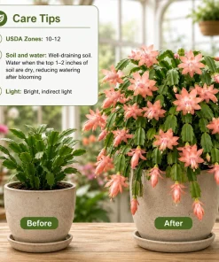 Set of 4 Salmon Christmas Cactus Live Plants, 4-8 Inch Tall, No Pot, Indoor Tropical - Image 3
