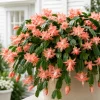 Set of 4 Salmon Christmas Cactus Live Plants, 4-8 Inch Tall, No Pot, Indoor Tropical - Image 1