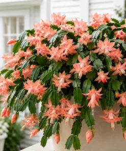 Set of 4 Salmon Christmas Cactus Live Plants, 4-8 Inch Tall, No Pot, Indoor Tropical - Image 1