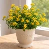 Set of 4 Texas Tarragon Live Herb Plants, 4-8 Inch, Fragrant Perennial for Culinary Use - Image 1