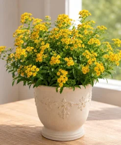 Set of 4 Texas Tarragon Live Herb Plants, 4-8 Inch, Fragrant Perennial for Culinary Use - Image 1