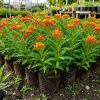 Set of 4 Tropical Milkweed Live Plants, 4-8 Inch, Orange Red Flowers - Image 1
