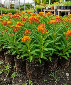Set of 4 Tropical Milkweed Live Plants, 4-8 Inch, Orange Red Flowers - Image 1