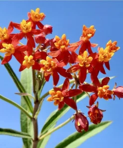 Set of 4 Tropical Milkweed Live Plants, 4-8 Inch, Orange Red Flowers - Image 4