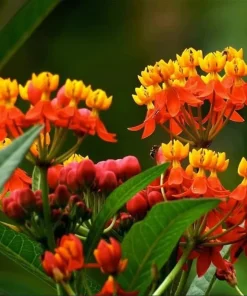 Set of 4 Tropical Milkweed Live Plants, 4-8 Inch, Orange Red Flowers - Image 5