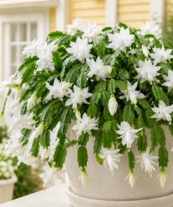 Set of 4 White Christmas Cactus Live Plants, Tropical Cactus, 4-8 Inch Tall, No Pot - Image 3