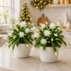 Set of 4 White Christmas Cactus Live Plants, Tropical Cactus, 4-8 Inch Tall, No Pot - Image 1