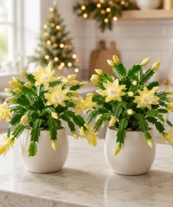 Set of 4 Yellow Christmas Cactus Live Plants – 4-8 Inch Tall Tropical Thanksgiving Cactus - Image 1