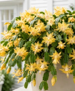 Set of 4 Yellow Christmas Cactus Live Plants – 4-8 Inch Tall Tropical Thanksgiving Cactus - Image 3