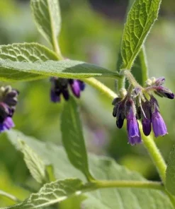Set of 5 Bocking 14 Comfrey Bare Roots - Perennial Herb for Outdoor Gardens - Image 3