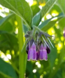 Set of 5 Bocking 14 Comfrey Bare Roots - Perennial Herb for Outdoor Gardens - Image 5