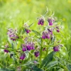 Set of 5 Bocking 14 Comfrey Bare Roots - Perennial Herb for Outdoor Gardens - Image 1