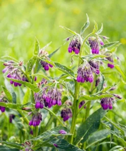 Set of 5 Bocking 14 Comfrey Bare Roots - Perennial Herb for Outdoor Gardens - Image 1