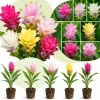 Set of 5 Curcuma Ginger Mix Live Plants, 4-6 Inches Tall, Tropical Flowering for Indoor Outdoor - Image 1