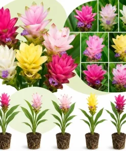 Set of 5 Curcuma Ginger Mix Live Plants, 4-6 Inches Tall, Tropical Flowering for Indoor Outdoor - Image 1