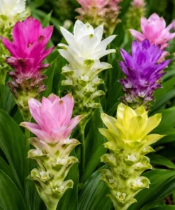 Set of 5 Curcuma Ginger Mix Live Plants, 4-6 Inches Tall, Tropical Flowering for Indoor Outdoor - Image 2