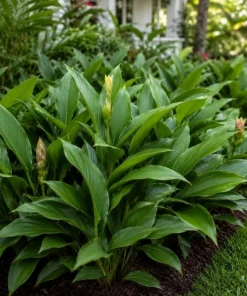 Set of 5 Curcuma Ginger Mix Live Plants, 4-6 Inches Tall, Tropical Flowering for Indoor Outdoor - Image 6