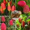 Set of 5 Shampoo Ginger Roots for Planting - Zingiber Zerumbet Outdoor Garden - Image 1