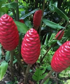 Set of 5 Shampoo Ginger Roots for Planting - Zingiber Zerumbet - Image 3