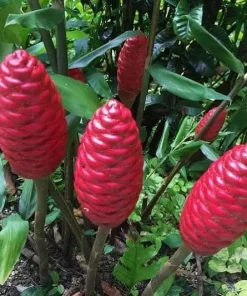 Set of 5 Shampoo Ginger Roots for Planting - Zingiber Zerumbet Outdoor Garden - Image 3