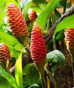 Set of 5 Shampoo Ginger Roots for Planting - Zingiber Zerumbet Outdoor Garden - Image 4