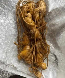 Set of 5 Shampoo Ginger Roots for Planting - Zingiber Zerumbet Outdoor Garden - Image 6