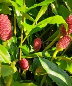 Set of 5 Shampoo Ginger Roots for Planting - Zingiber Zerumbet - Image 7