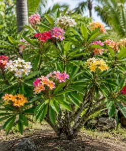 Set of 6 Plumeria Plant Cuttings - Mixed Frangipani Tropical Flower Varieties for Garden & Pots - Image 4
