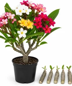 Set of 6 Plumeria Plant Cuttings - Mixed Frangipani Tropical Flower Varieties for Garden & Pots - Image 1