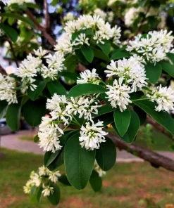 Seven Son Tree Seeds - Heptacodium Miconioides - White/Red Flowers - 20 Seeds - Image 2