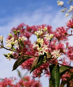 Seven Son Tree Seeds - Heptacodium Miconioides - White/Red Flowers - 20 Seeds - Image 3