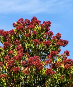 Seven Son Tree Seeds - Heptacodium Miconioides - White/Red Flowers - 20 Seeds - Image 4