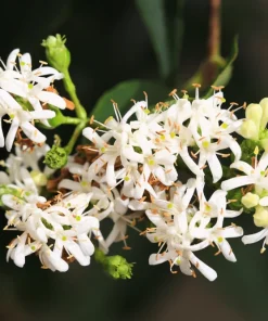 Seven Son Tree Seeds - Heptacodium Miconioides - White/Red Flowers - 20 Seeds - Image 5