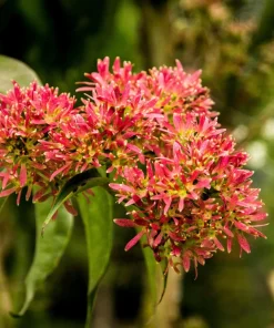 Seven Son Tree Seeds - Heptacodium Miconioides - White/Red Flowers - 20 Seeds - Image 6