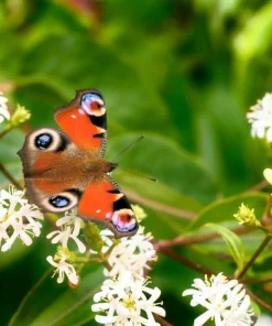 Seven Son Tree Seeds - Heptacodium Miconioides - White/Red Flowers - 20 Seeds - Image 7