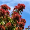 Seven Son Tree Seeds - Heptacodium Miconioides - White/Red Flowers - 20 Seeds - Image 1