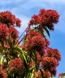 Seven Son Tree Seeds - Heptacodium Miconioides - White/Red Flowers - 20 Seeds - Image 1