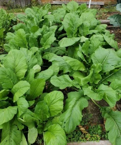 Seven Top Turnip Seeds for Leaf Greens & Sprouts - 1500 Count - Image 10
