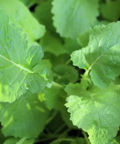 Seven Top Turnip Seeds for Leaf Greens & Sprouts - 1500 Count - Image 2