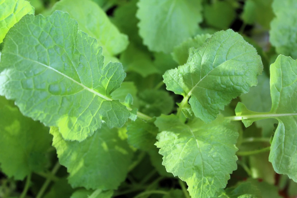 Seven Top Turnip Seeds for Leaf Greens & Sprouts - 1500 Count - Image 2