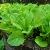 Seven Top Turnip Seeds for Leaf Greens & Sprouts - 1500 Count - Image 1