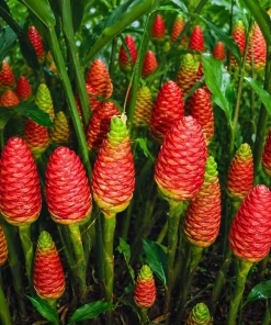 Shampoo Ginger Live Plant – Zingiber Zerumbet – Red Ginger Lily – 4-8 Inch Tall - Image 3