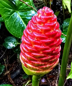 Shampoo Ginger Live Plant – Zingiber Zerumbet – Red Ginger Lily – 4-8 Inch Tall - Image 4