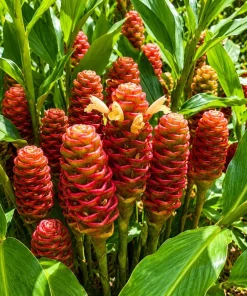 Shampoo Ginger Live Plant – Zingiber Zerumbet – Red Ginger Lily – 4-8 Inch Tall - Image 6