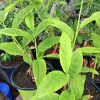 Shampoo Ginger Live Plant - Zingiber zerumbet Tropical Potted Plant - Image 1