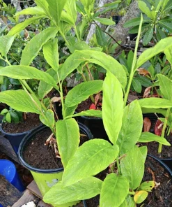 Shampoo Ginger Live Plant - Zingiber zerumbet Tropical Potted Plant - Image 1